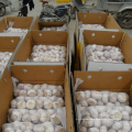 Fresh Pure White Normal White Purple White garlic supplier in China